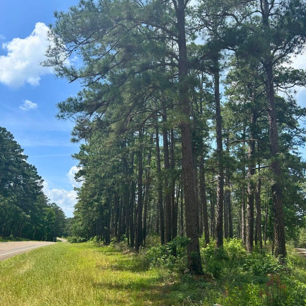 pine trees beside a winding road