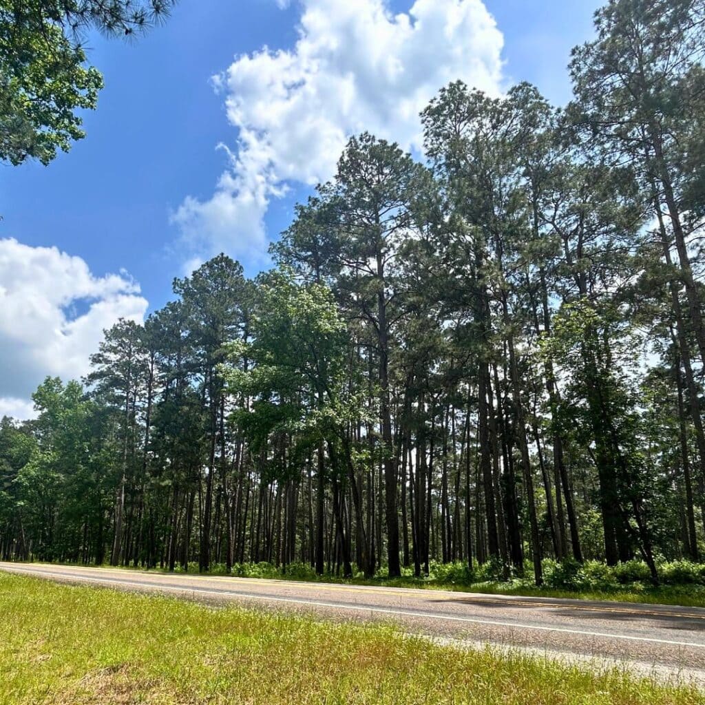 pine pathways beside a road